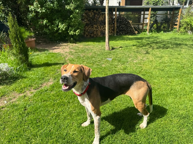 Lola, sucht aktive Menschen