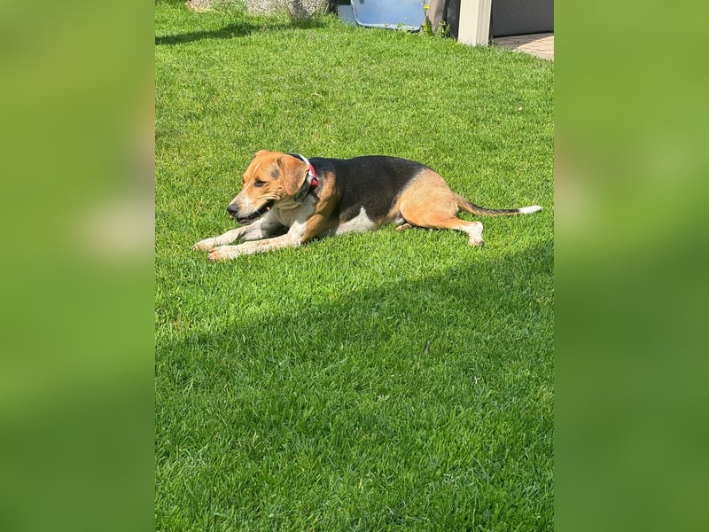 Lola, sucht aktive Menschen