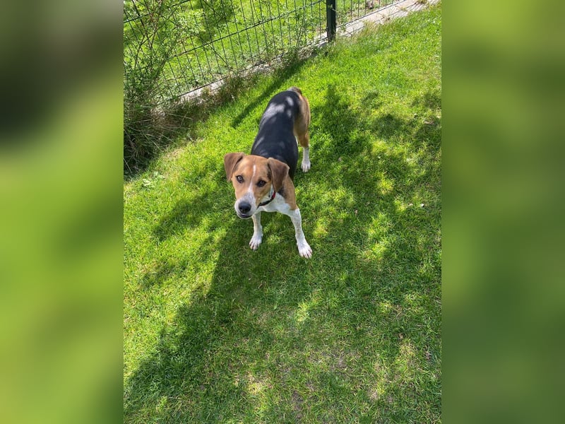 Lola, sucht aktive Menschen