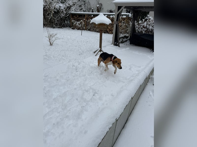 Lola, sucht ihr eigenes Körbchen
