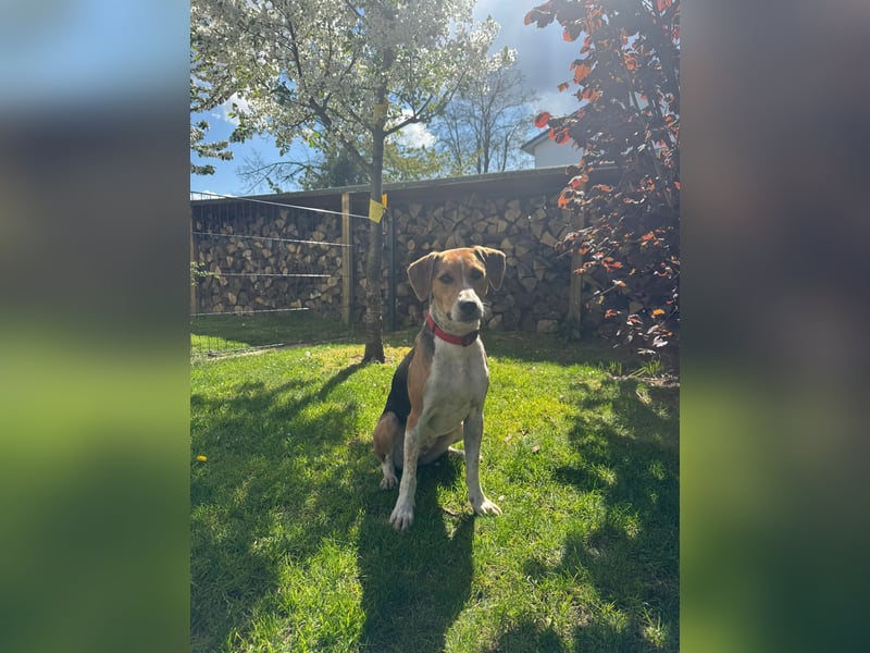 Lola, sucht aktive Menschen