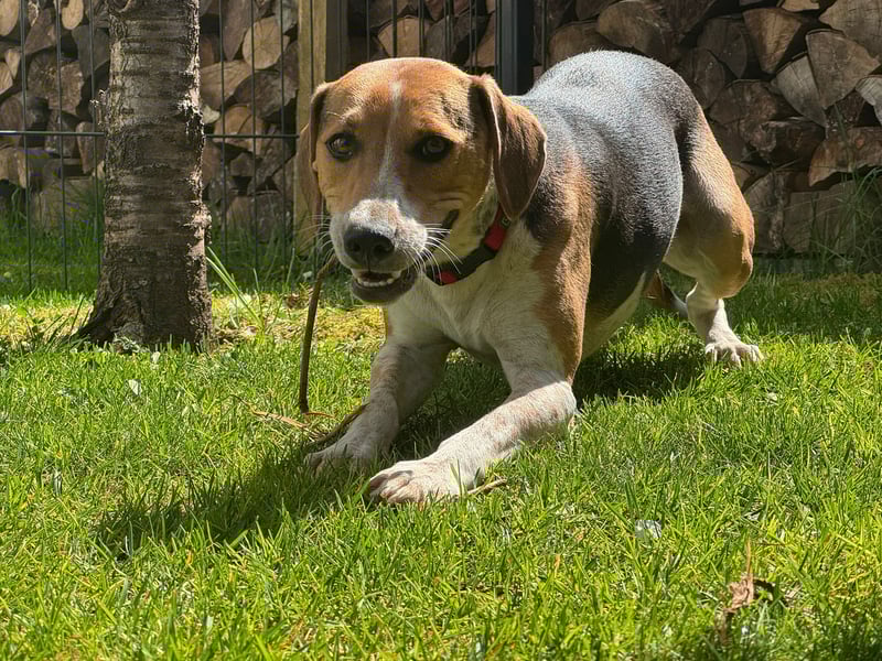 Lola, sucht aktive Menschen