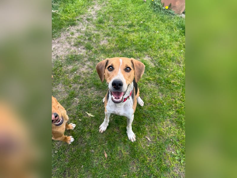 Lola, sucht aktive Menschen