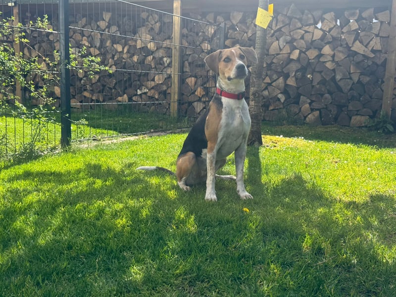 Lola, sucht aktive Menschen