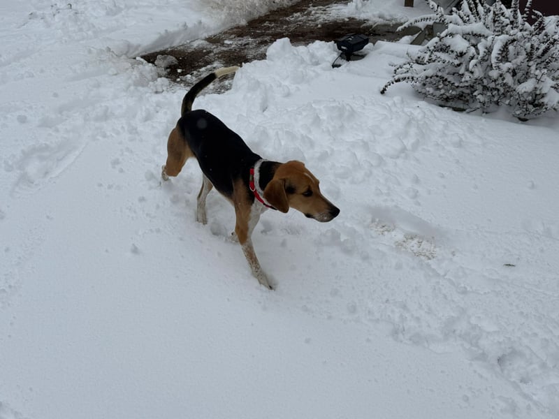 Lola, sucht ihr eigenes Körbchen