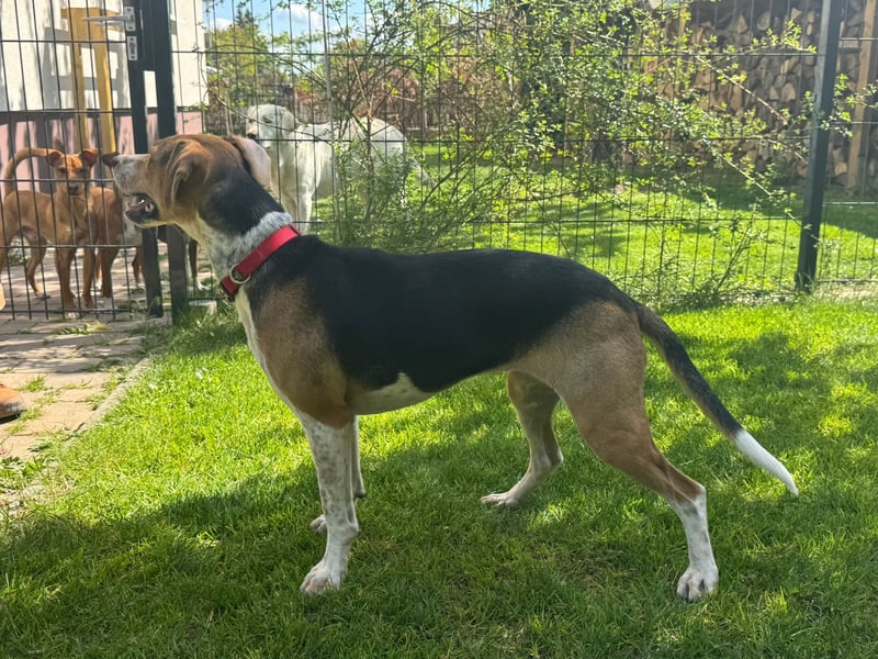 Lola, sucht aktive Menschen