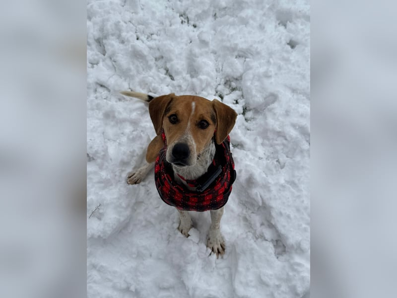 Lola, sucht ihr eigenes Körbchen