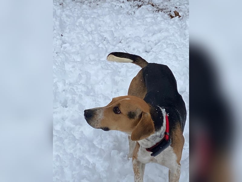 Lola, sucht ihr eigenes Körbchen