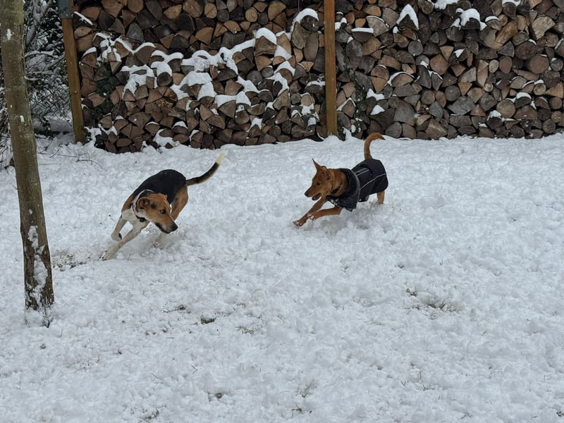 Lola, sucht ihr eigenes Körbchen