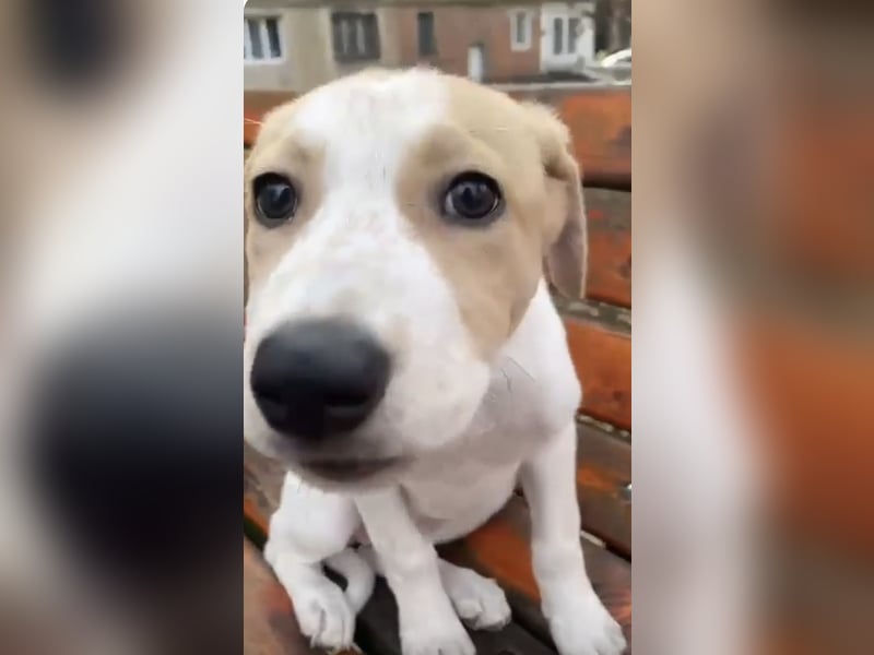 Luna - süße Welpenmaus