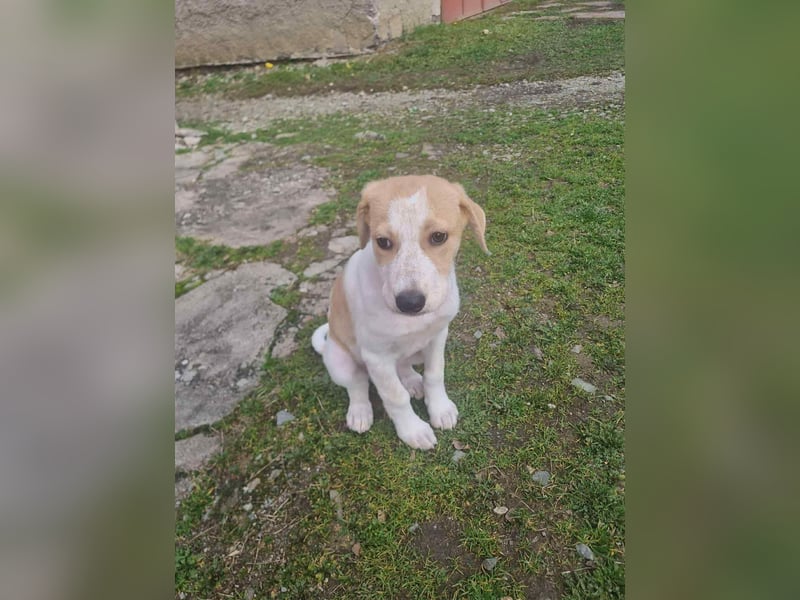 Luna - süße Welpenmaus