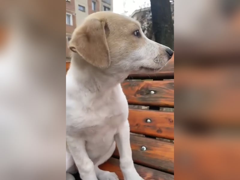 Luna - süße Welpenmaus