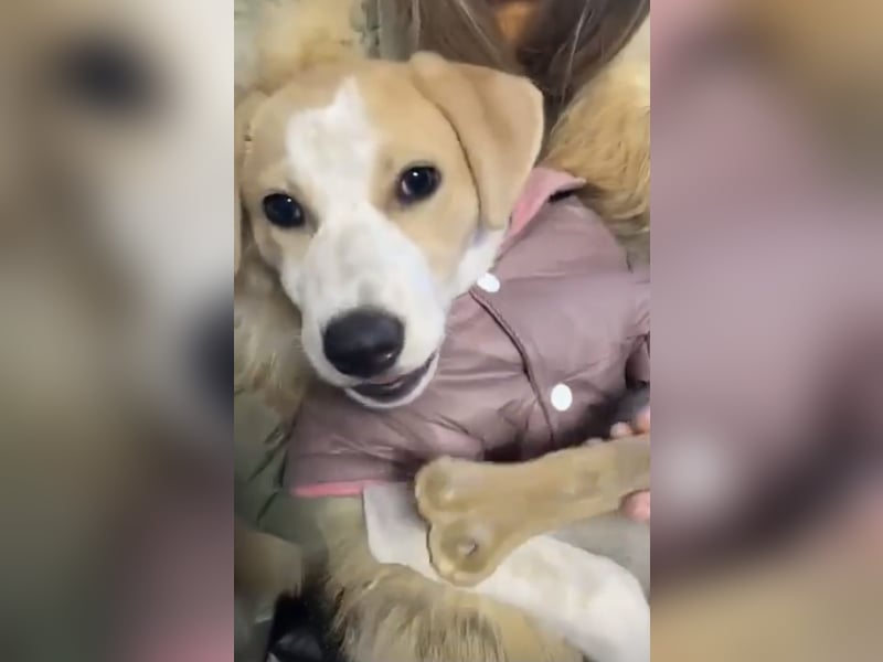 Luna - süße Welpenmaus