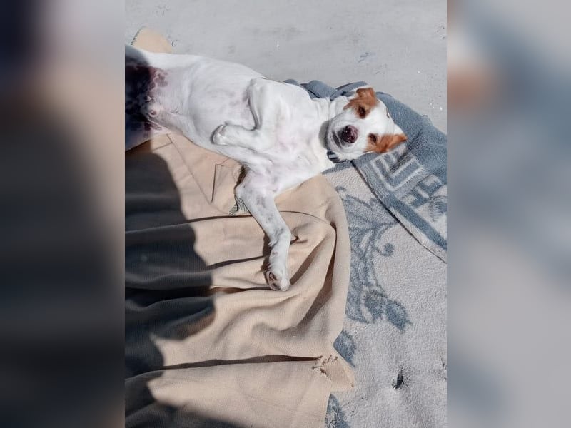 Rocky, wartet schon so lange