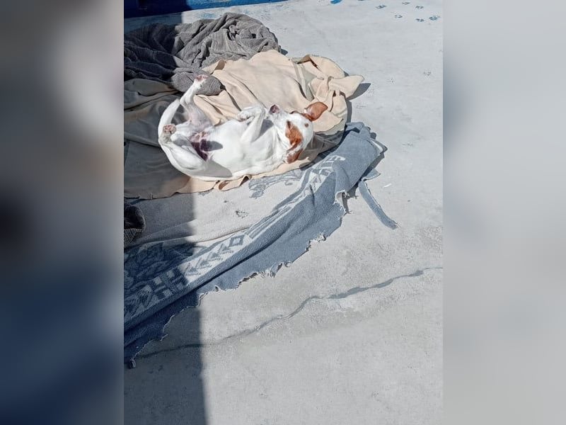 Rocky, wartet schon so lange