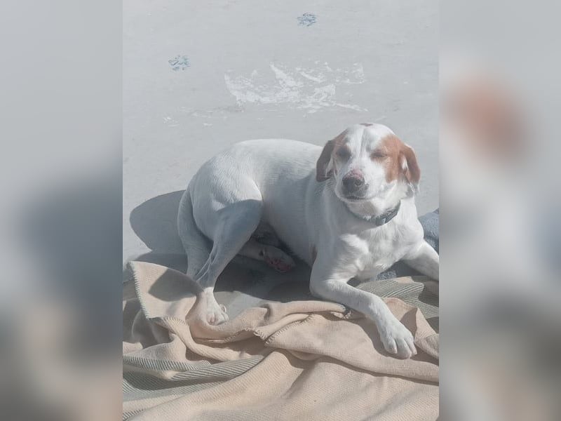 Rocky, wartet schon so lange