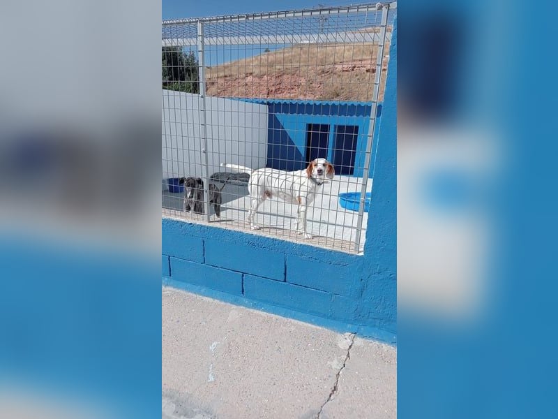 Rocky, wartet schon so lange