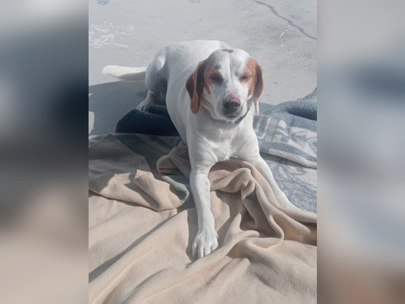 Rocky, wartet schon so lange