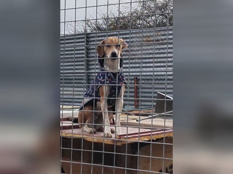 Lola, sehr menschenbezogen und sozial