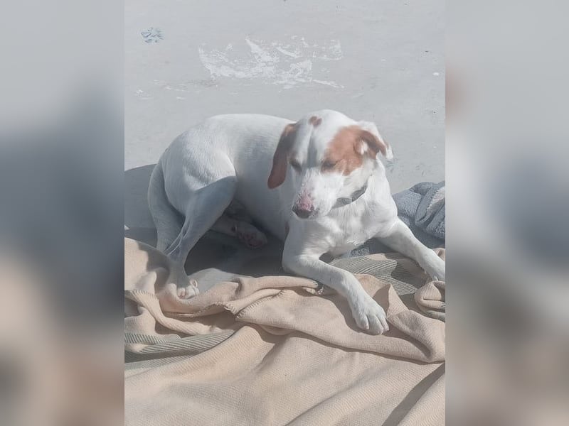 Rocky, wartet schon so lange