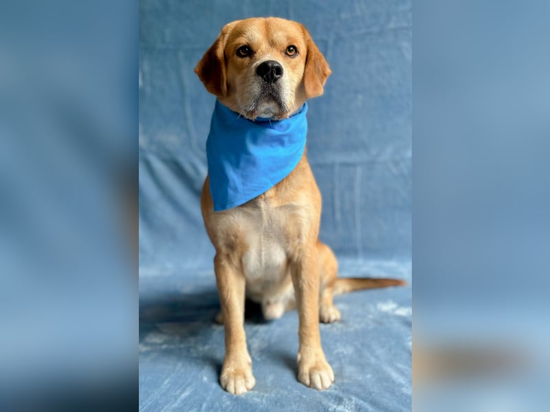 Thomas - Freundlicher Hundejunge sucht sein Für-immer-Zuhause!