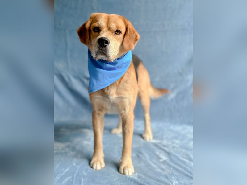 Thomas - Freundlicher Hundejunge sucht sein Für-immer-Zuhause!