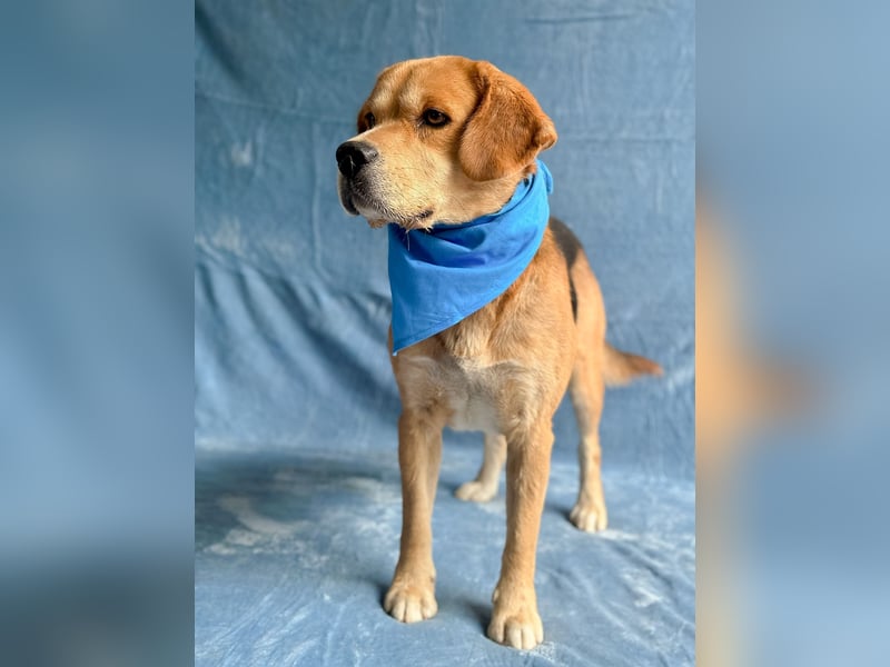 Thomas - Freundlicher Hundejunge sucht sein Für-immer-Zuhause!