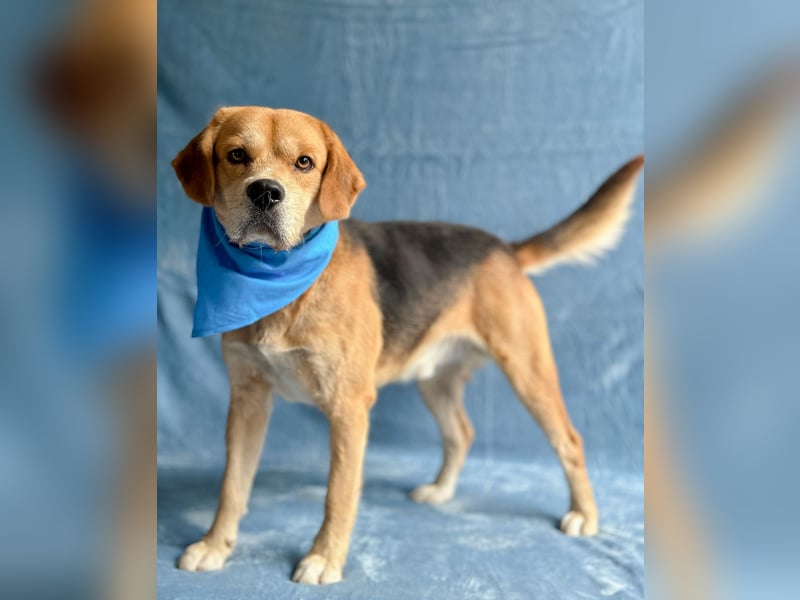 Thomas - Freundlicher Hundejunge sucht sein Für-immer-Zuhause!