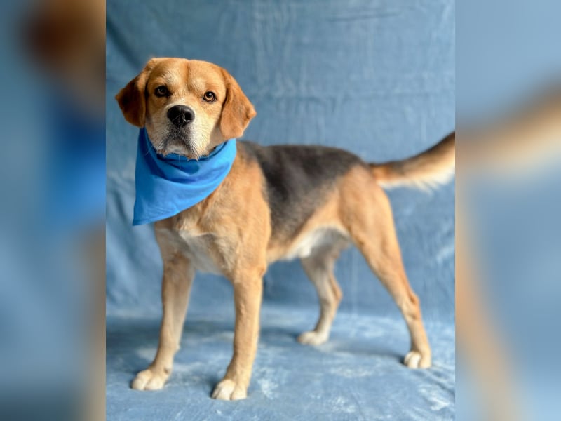 Thomas - Freundlicher Hundejunge sucht sein Für-immer-Zuhause!