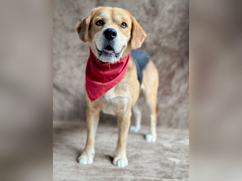 Thomas - Freundlicher Hundejunge sucht sein Für-immer-Zuhause!