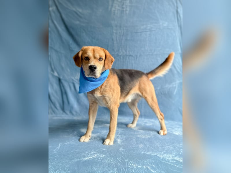 Thomas - Freundlicher Hundejunge sucht sein Für-immer-Zuhause!