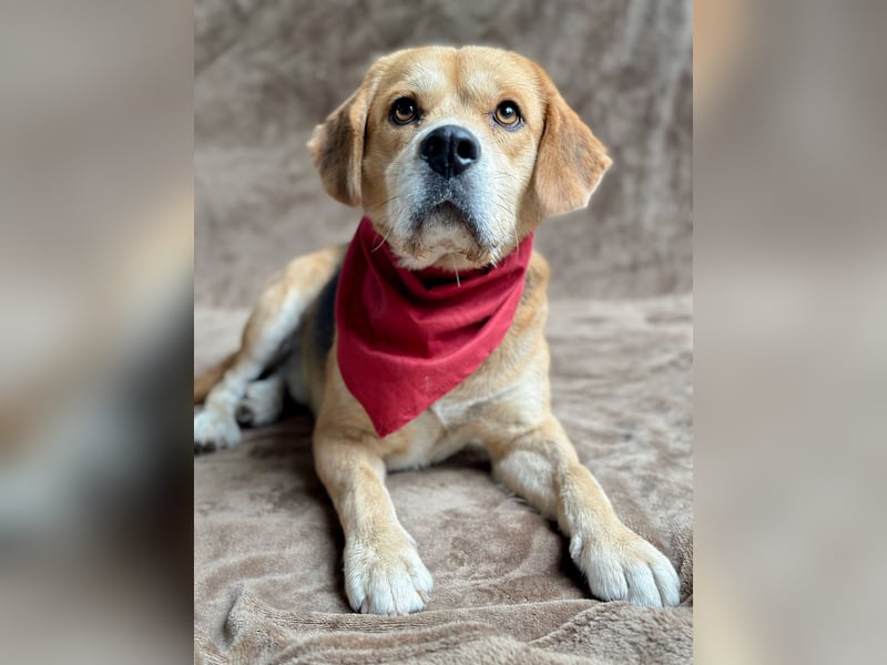 Thomas - Freundlicher Hundejunge sucht sein Für-immer-Zuhause!