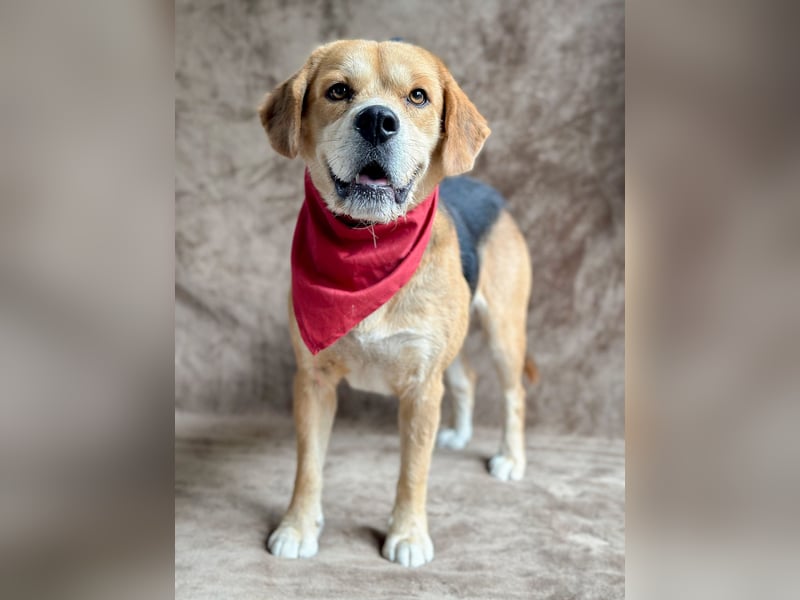 Thomas - Freundlicher Hundejunge sucht sein Für-immer-Zuhause!
