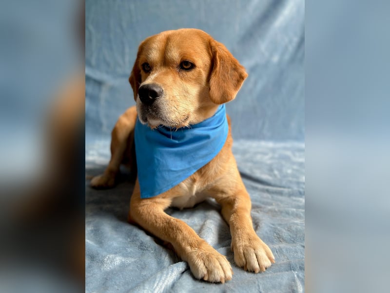 Thomas - Freundlicher Hundejunge sucht sein Für-immer-Zuhause!