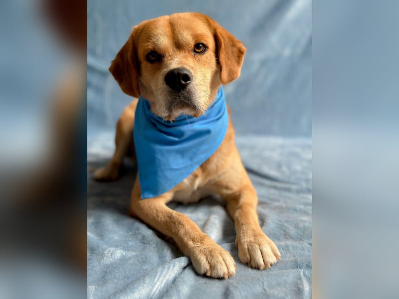 Thomas - Freundlicher Hundejunge sucht sein Für-immer-Zuhause!