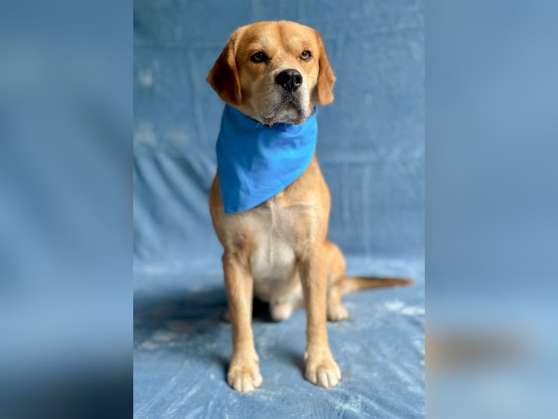 Thomas - Freundlicher Hundejunge sucht sein Für-immer-Zuhause!