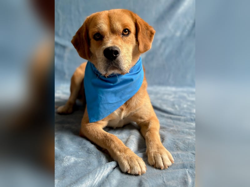 Thomas - Freundlicher Hundejunge sucht sein Für-immer-Zuhause!