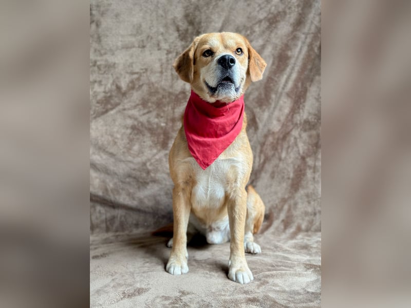 Thomas - Freundlicher Hundejunge sucht sein Für-immer-Zuhause!