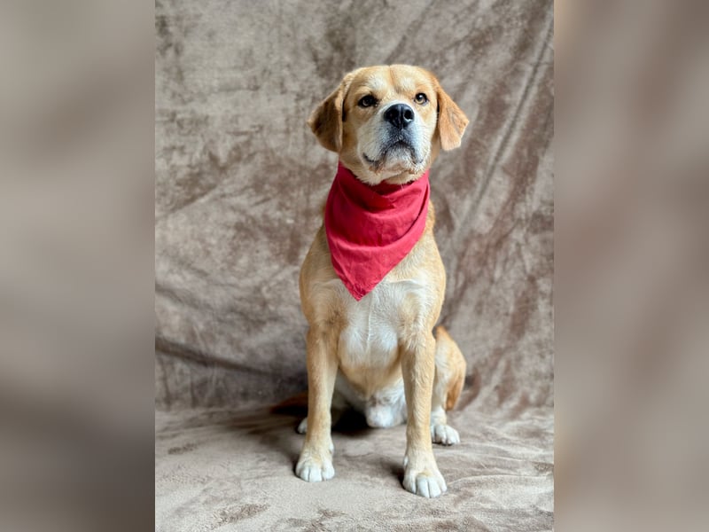 Thomas - Freundlicher Hundejunge sucht sein Für-immer-Zuhause!