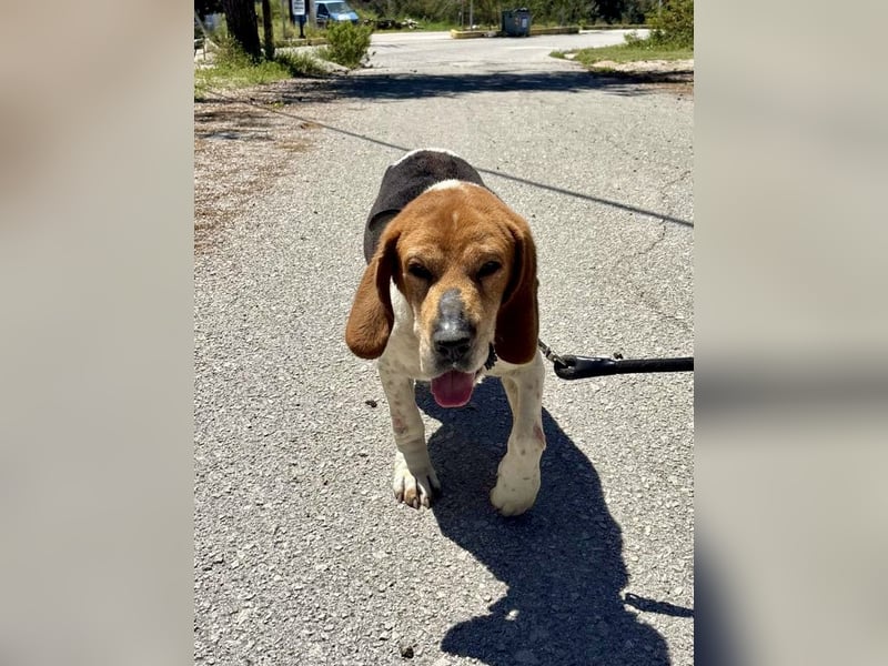 Beagle Mix PAVLOS sucht eine Familie!