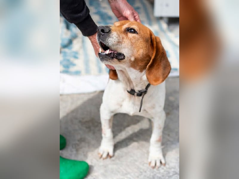 Beagle Mix PAVLOS sucht eine Familie!