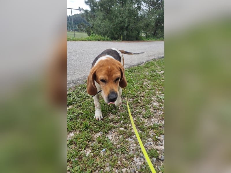 Beagle Mix PAVLOS sucht eine Familie!