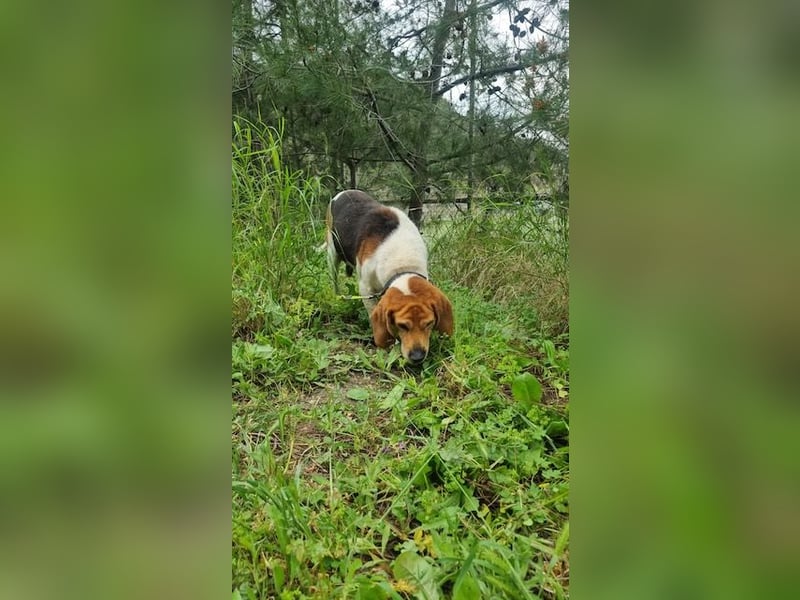 Beagle Mix PAVLOS sucht eine Familie!