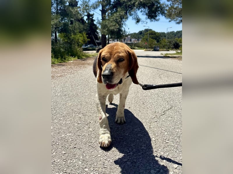 Beagle Mix PAVLOS sucht eine Familie!