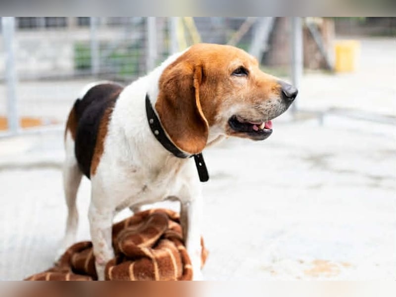 Beagle Mix PAVLOS sucht eine Familie!