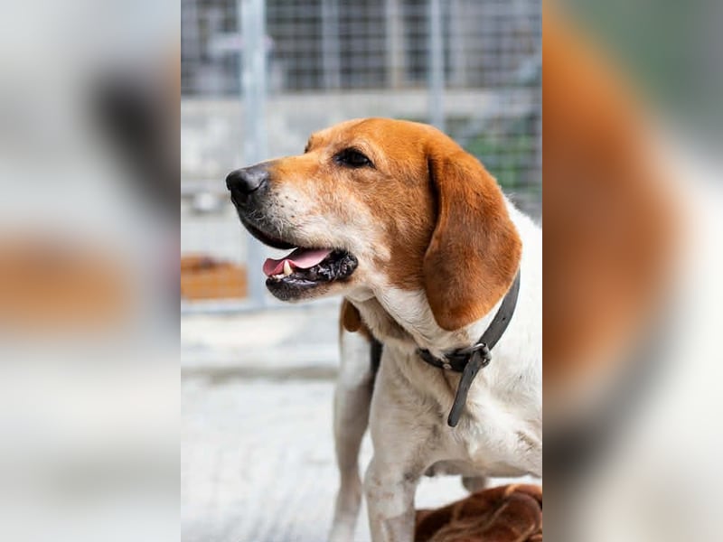 Beagle Mix PAVLOS sucht eine Familie!