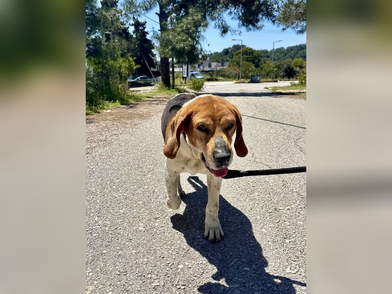 Beagle Mix PAVLOS sucht eine Familie!