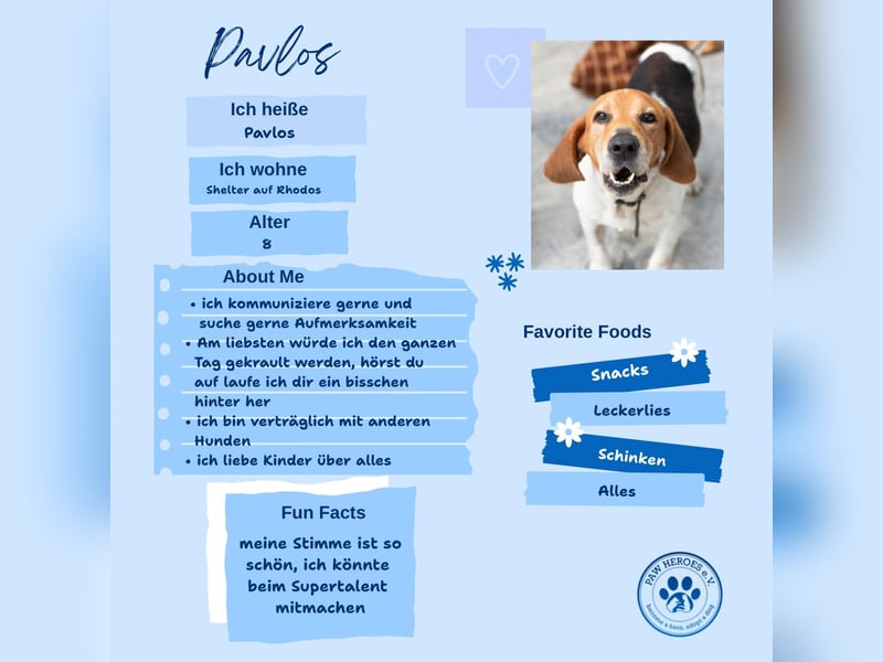 Beagle Mix PAVLOS sucht eine Familie!