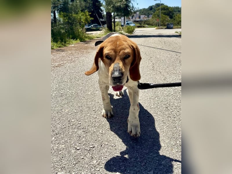 Beagle Mix PAVLOS sucht eine Familie!