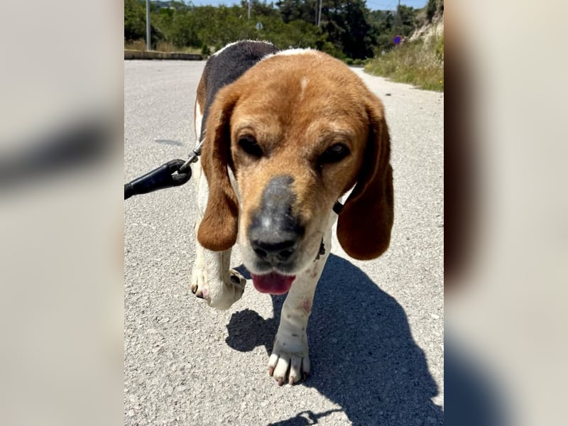 Beagle Mix PAVLOS sucht eine Familie!